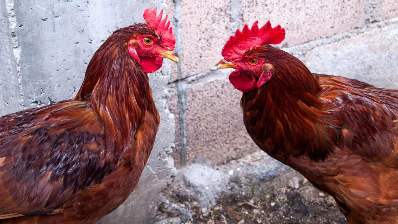 Two Post-Merger Integration Strategies Two Post-Merger Integration Strategies